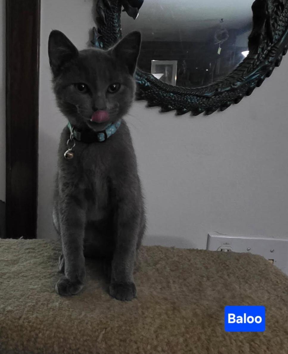 BALOO, an adopted Domestic Short Hair in Owatonna, MN image 2/5