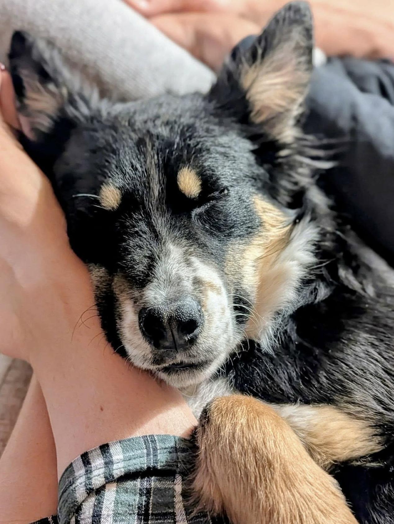 Enlarge Jed, an adopted mixed breed in Westwood, NJ image 3/6