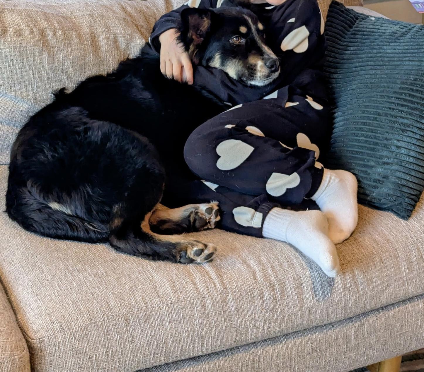 Enlarge Jed, an adopted mixed breed in Westwood, NJ image 5/6