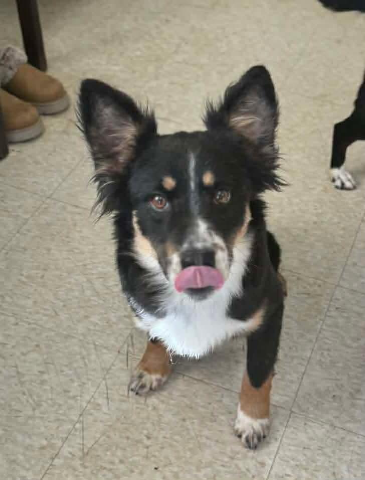 Jed, adopted, Young Male Collie.