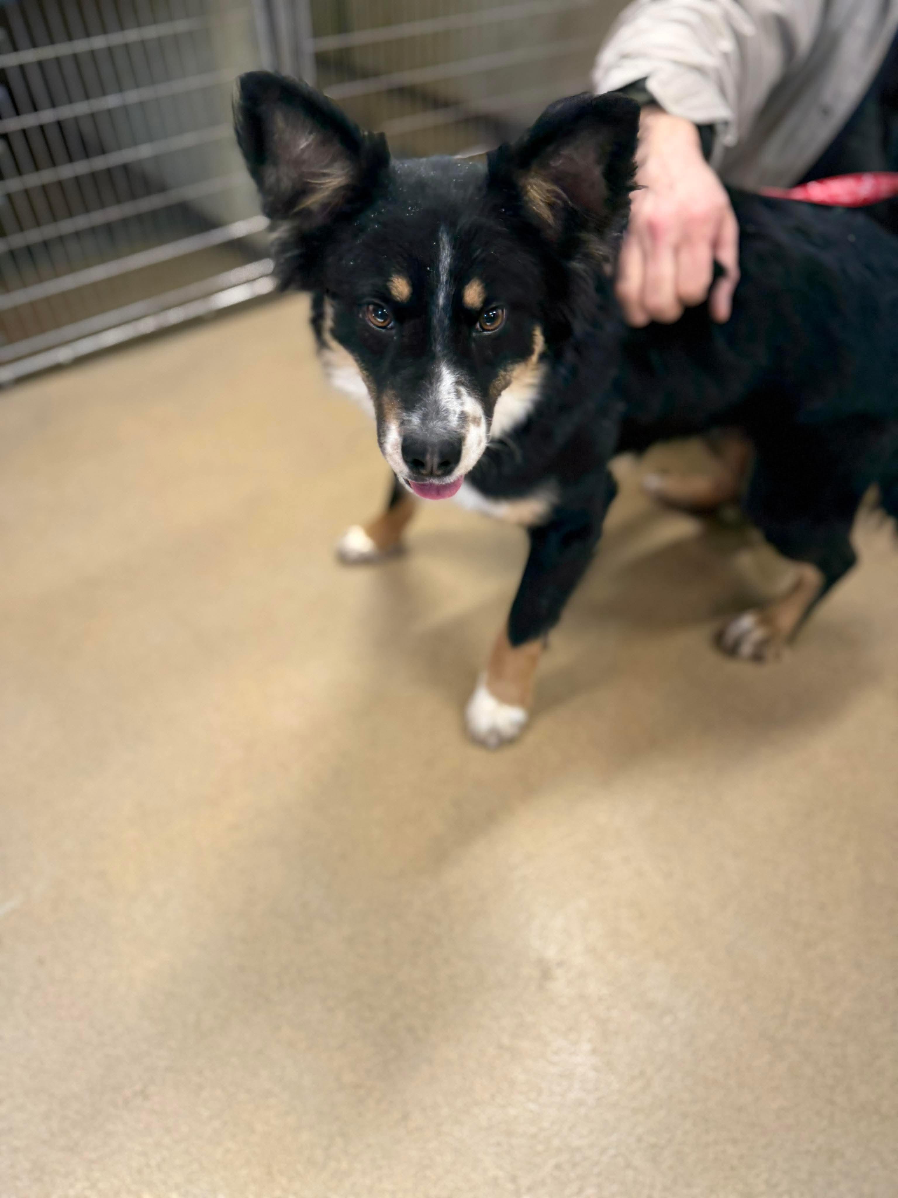 Enlarge Jed, an adopted mixed breed in Westwood, NJ image 6/6