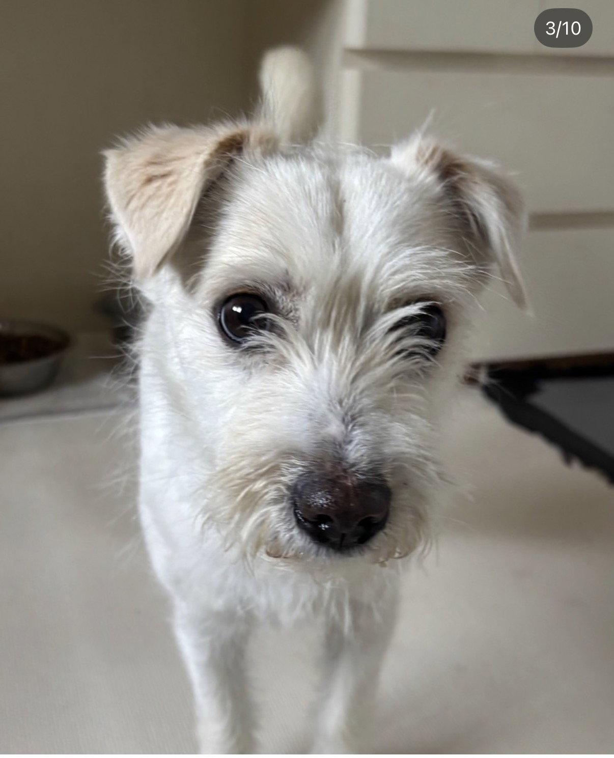 MONA, Adoptable, Young Female Jack Russell Terrier & Terrier.