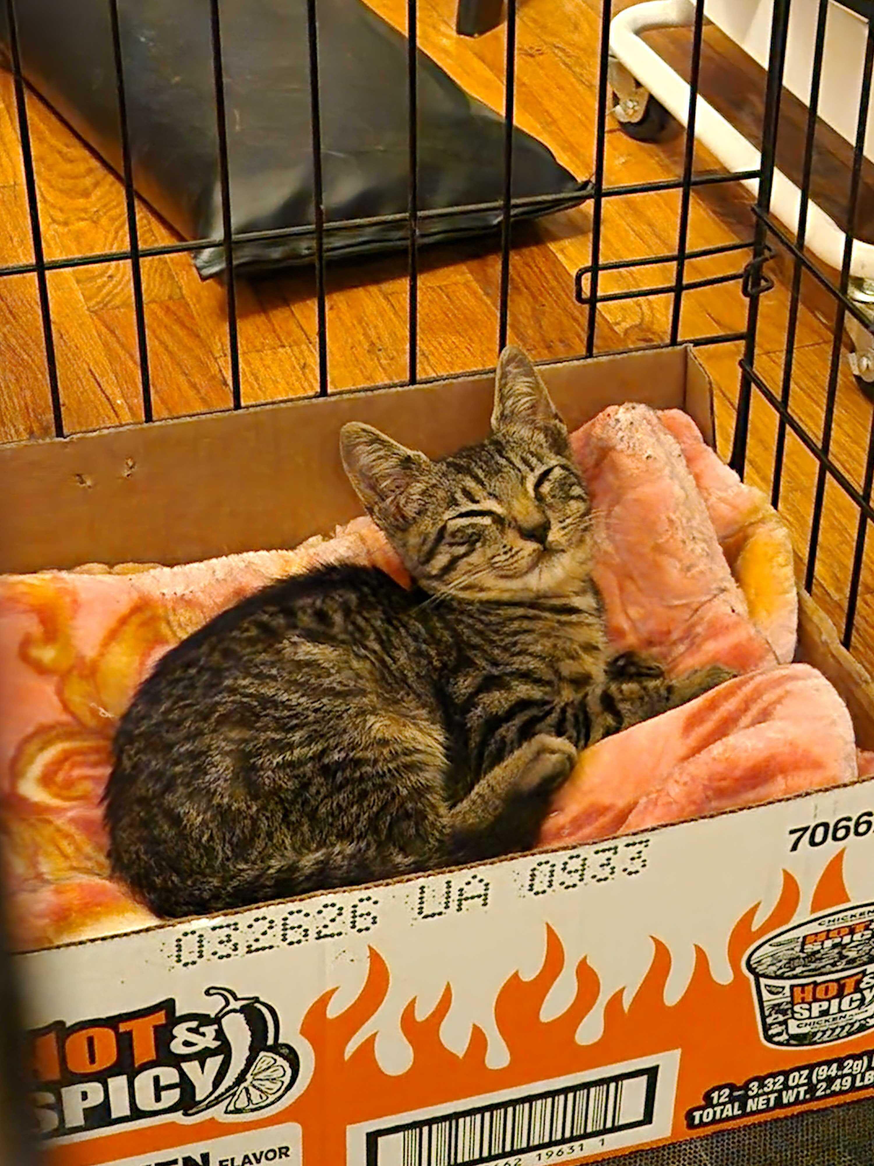 Enlarge Jerry, an adoptable American Shorthair in Brooklyn, NY image 1/2