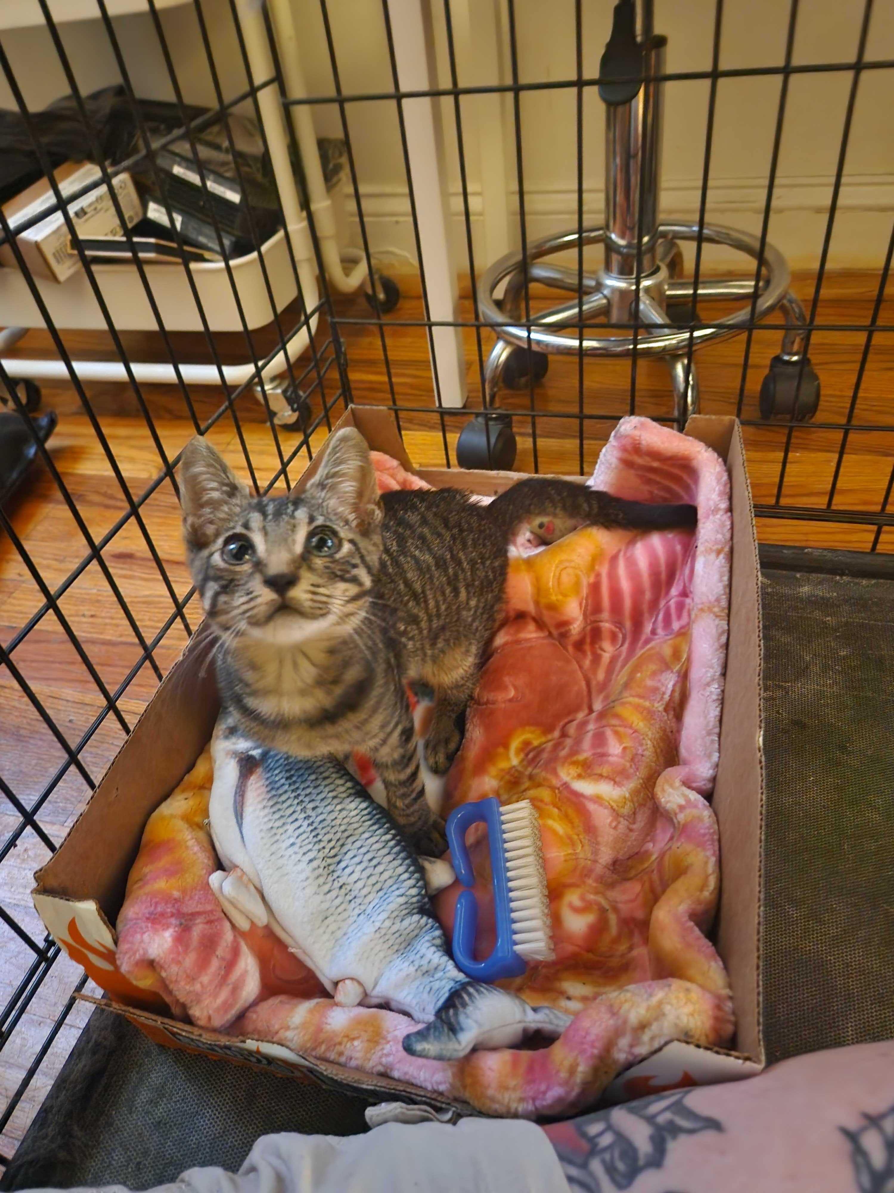 Enlarge Jerry, an adoptable American Shorthair in Brooklyn, NY image 2/2