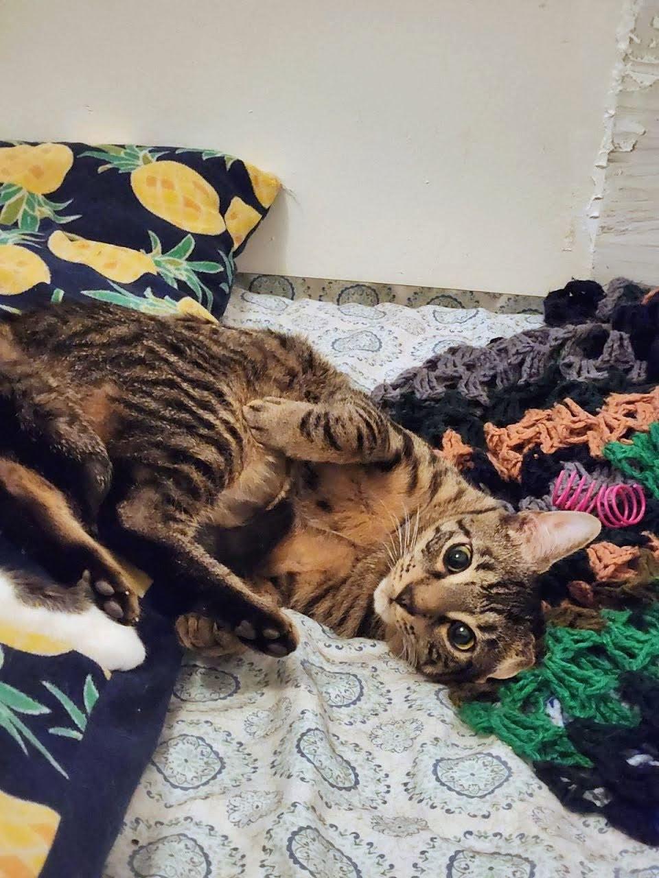 Enlarge Jerry, an adoptable American Shorthair in Brooklyn, NY image 1/4