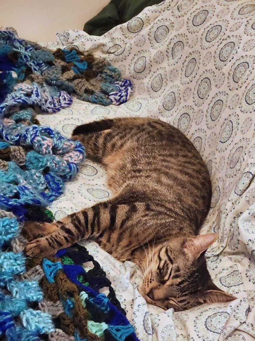 Enlarge Jerry, an adoptable American Shorthair in Brooklyn, NY image 4/4