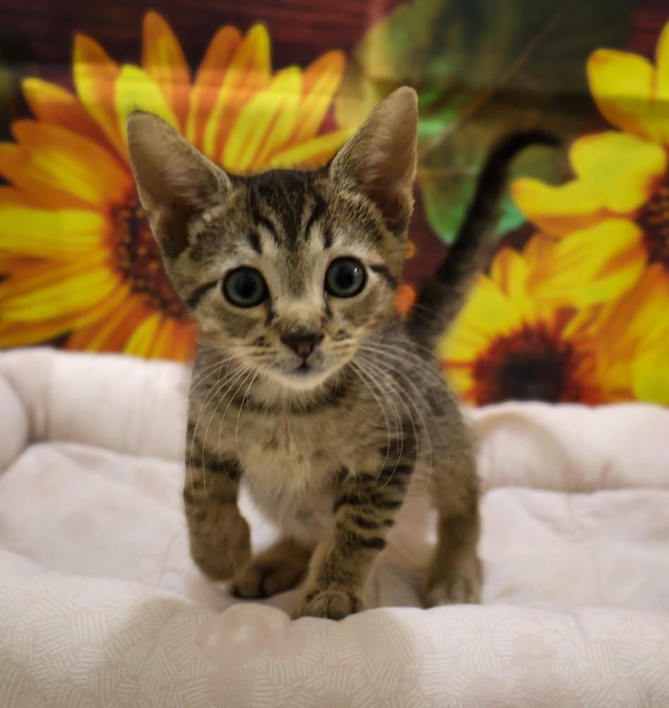 Enlarge Hurricane, a Adoptable mixed breed in Douglasville, GA image 2/4