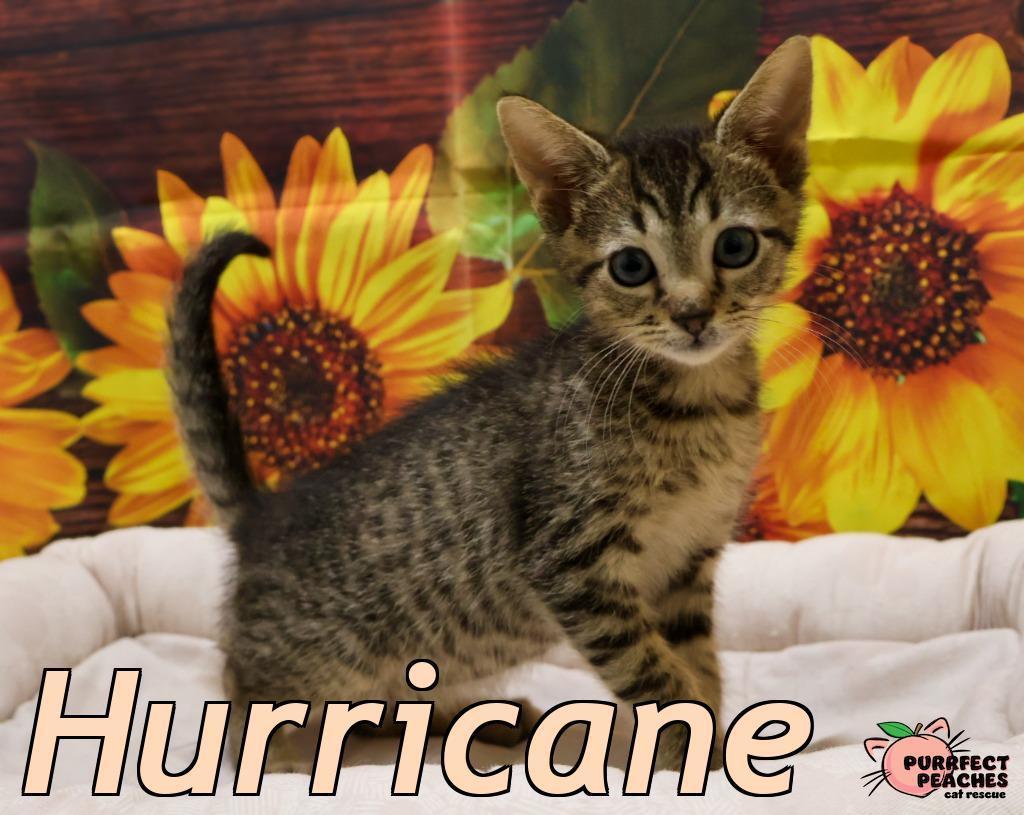 Enlarge Hurricane, a Adoptable mixed breed in Douglasville, GA image 3/4