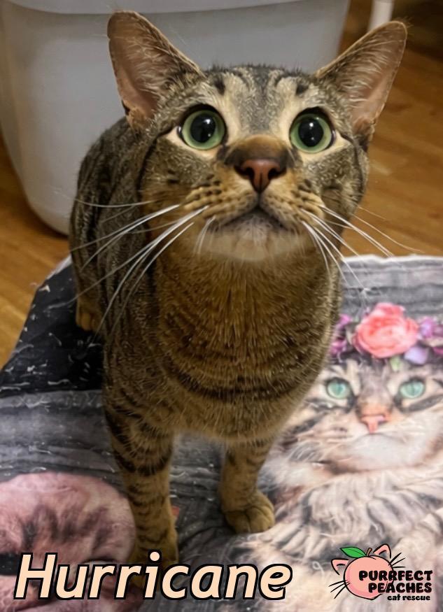 Enlarge Hurricane, a Adoptable mixed breed in Douglasville, GA image 4/4