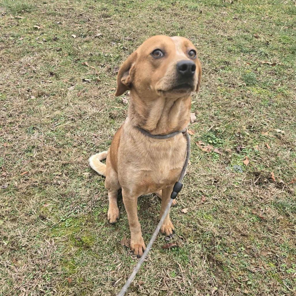 Enlarge Grace, a Adoptable mixed breed in Baltimore, MD image 1/2