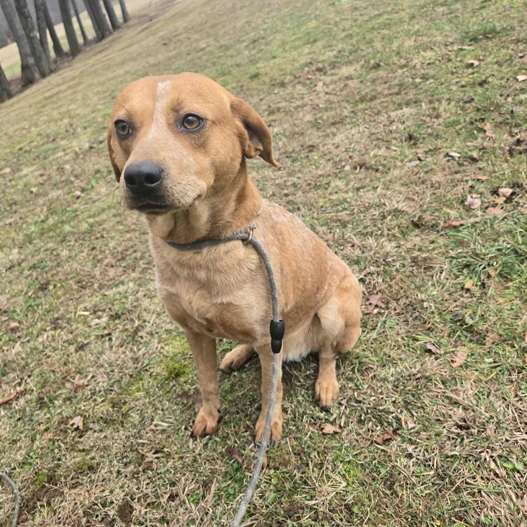 Enlarge Grace, a Adoptable mixed breed in Baltimore, MD image 2/2