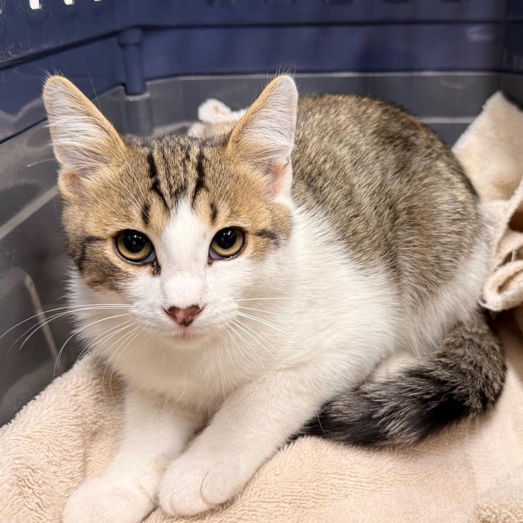 Enlarge Gadget, a Adoptable Domestic Short Hair in Rangely, CO image 1/1