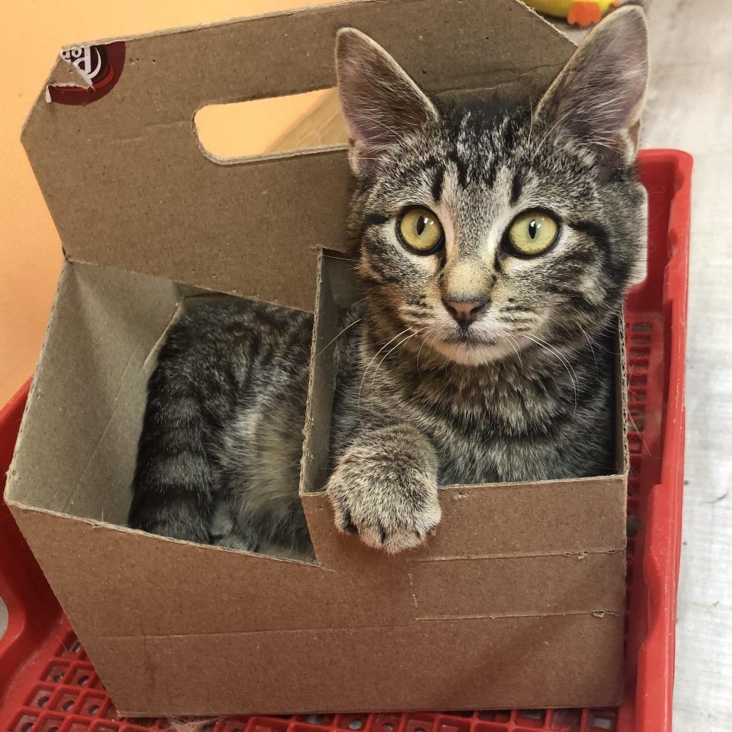 Munkey, Adoptable, Young Male Domestic Short Hair.