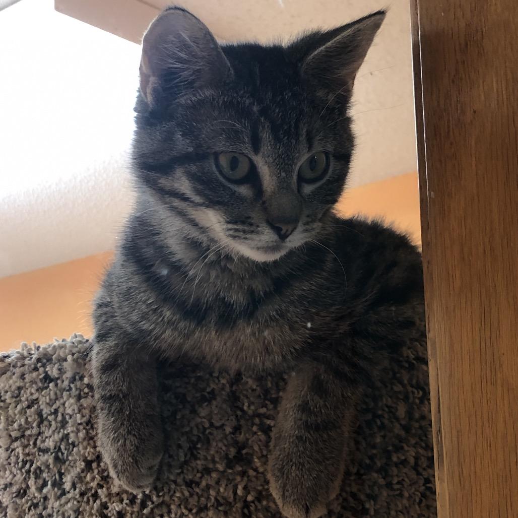 Enlarge Munkey, a Adoptable Domestic Short Hair in Kingman, KS image 2/4