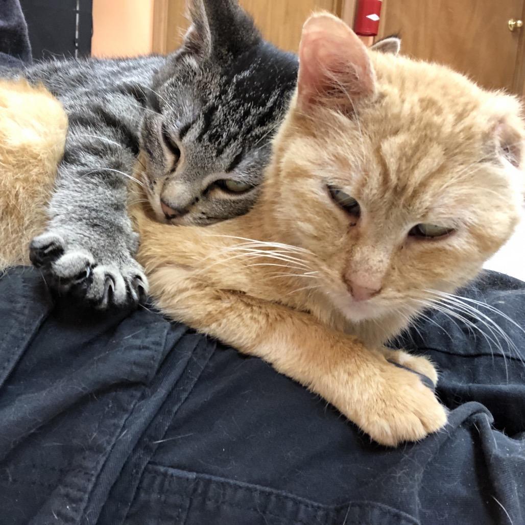 Enlarge Munkey, a Adoptable Domestic Short Hair in Kingman, KS image 3/4