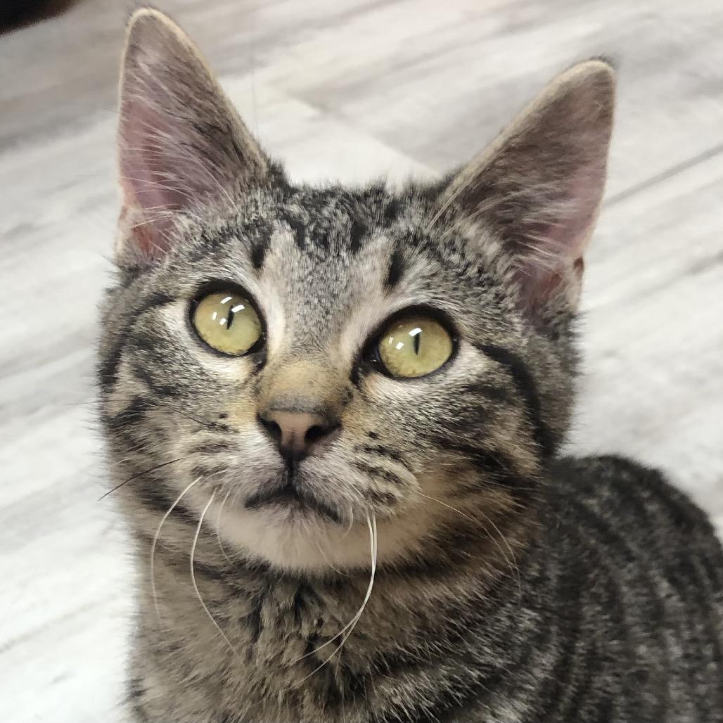 Enlarge Munkey, a Adoptable Domestic Short Hair in Kingman, KS image 4/4