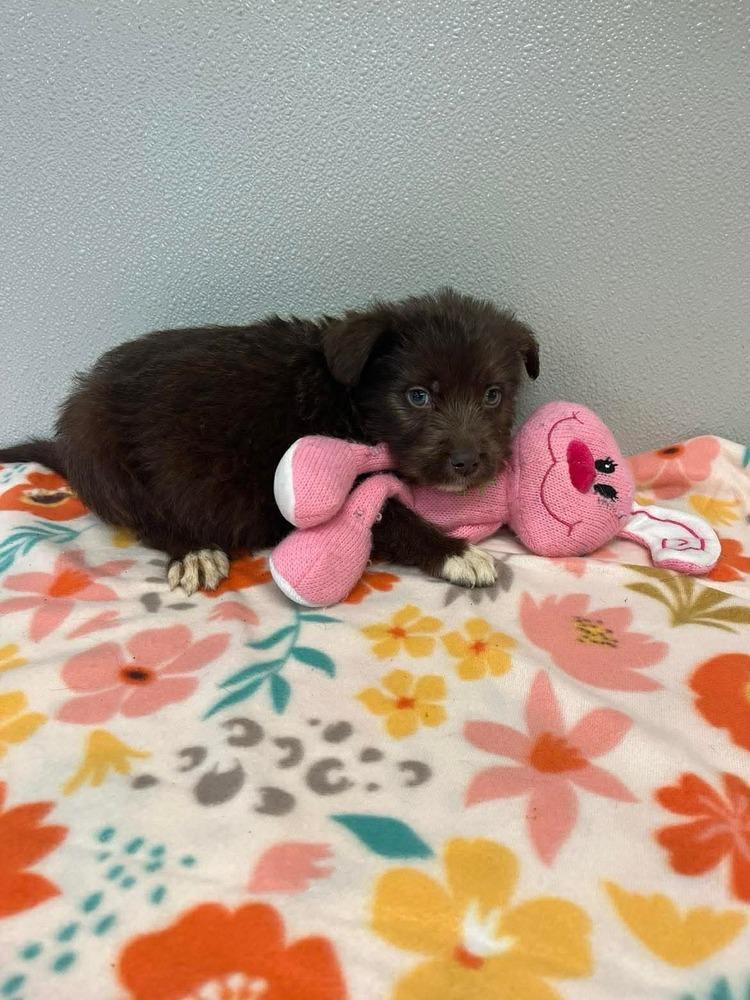 Enlarge Easter Puppies : Chocolate, a Adopted mixed breed in Osgood, IN image 2/3