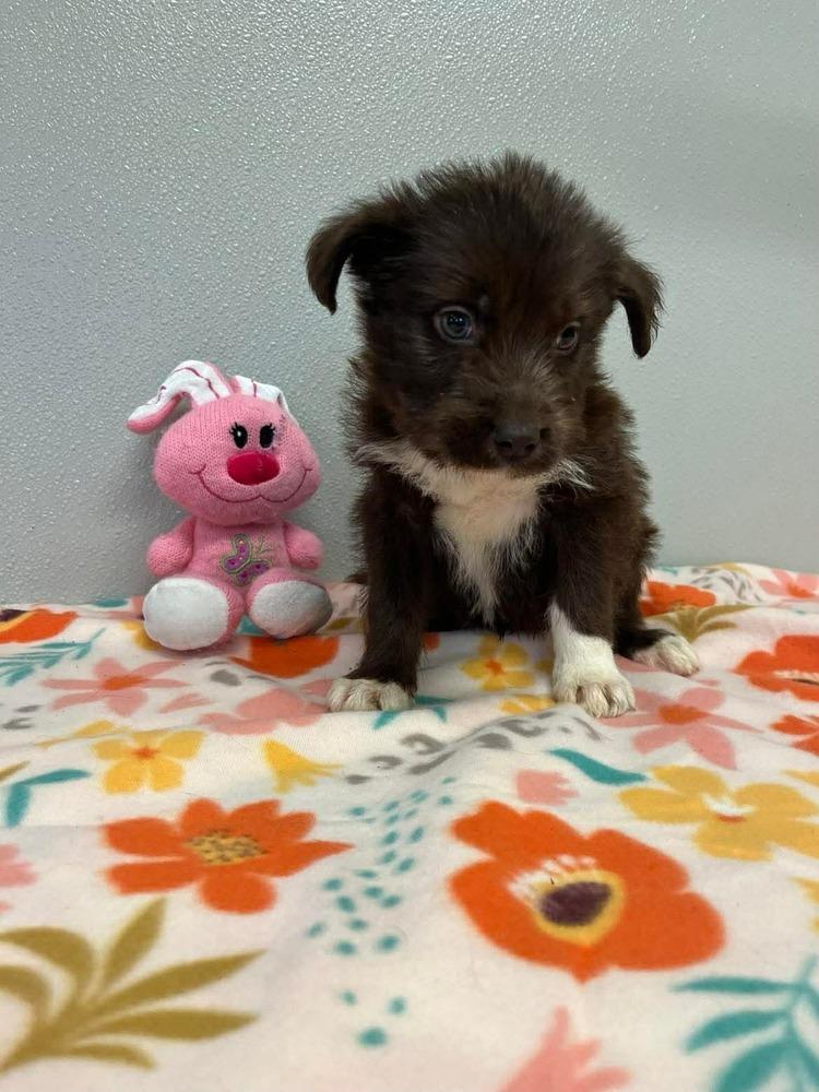 Enlarge Easter Puppies : Chocolate, a Adopted mixed breed in Osgood, IN image 3/3