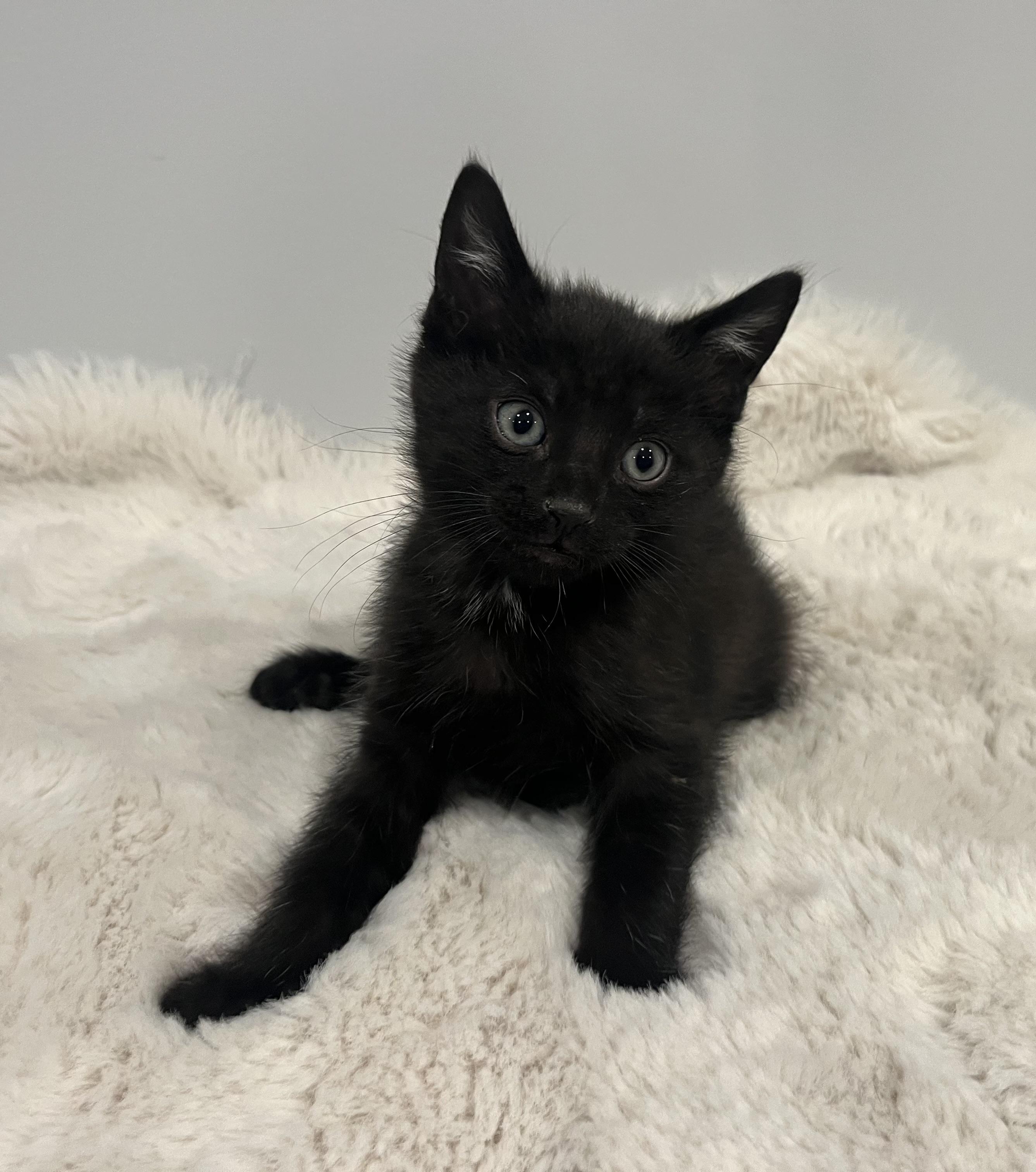 Jet, a ADOPTABLE Domestic Short Hair in Chicago, IL image 5/6