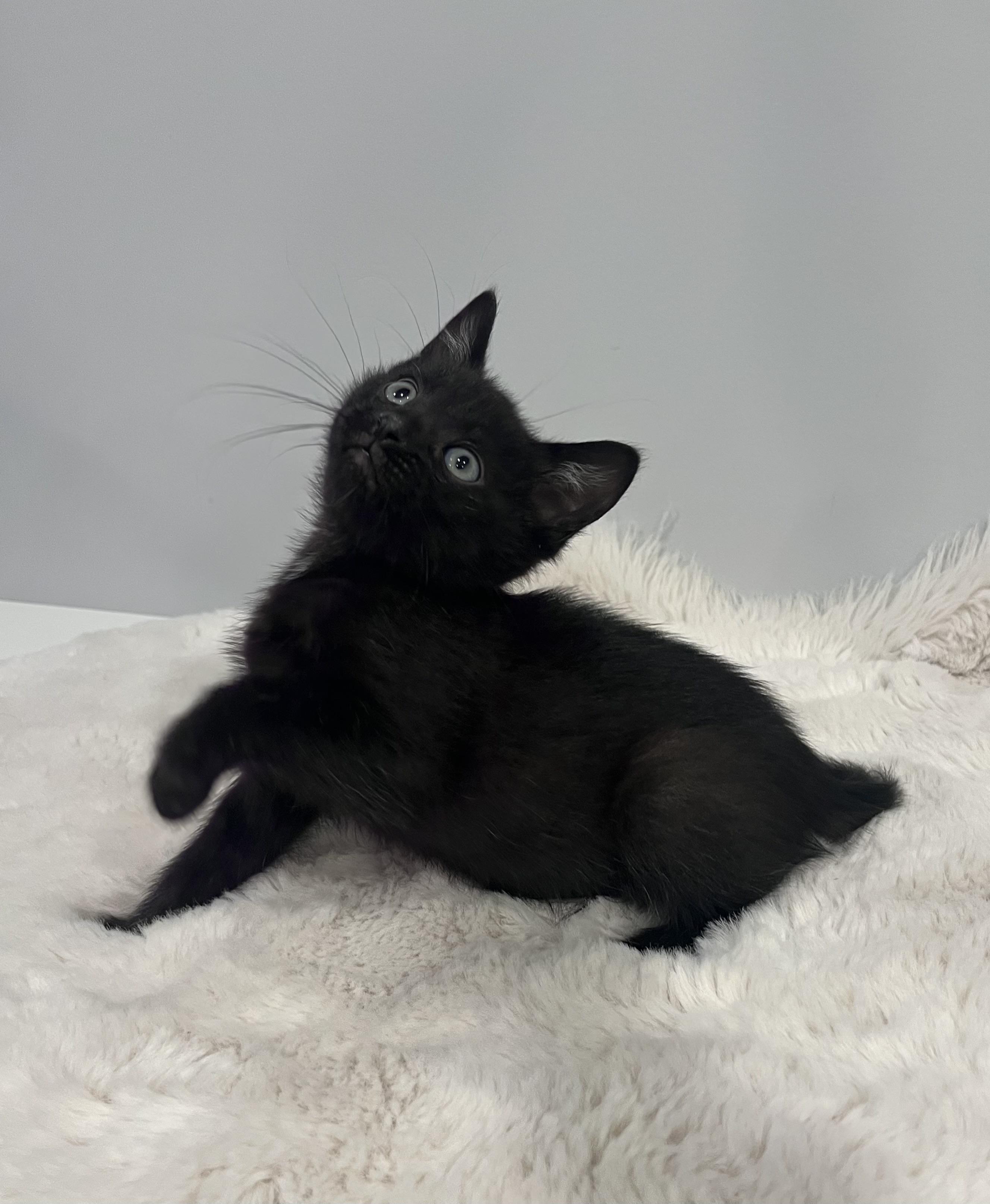 Jet, a ADOPTABLE Domestic Short Hair in Chicago, IL image 3/6