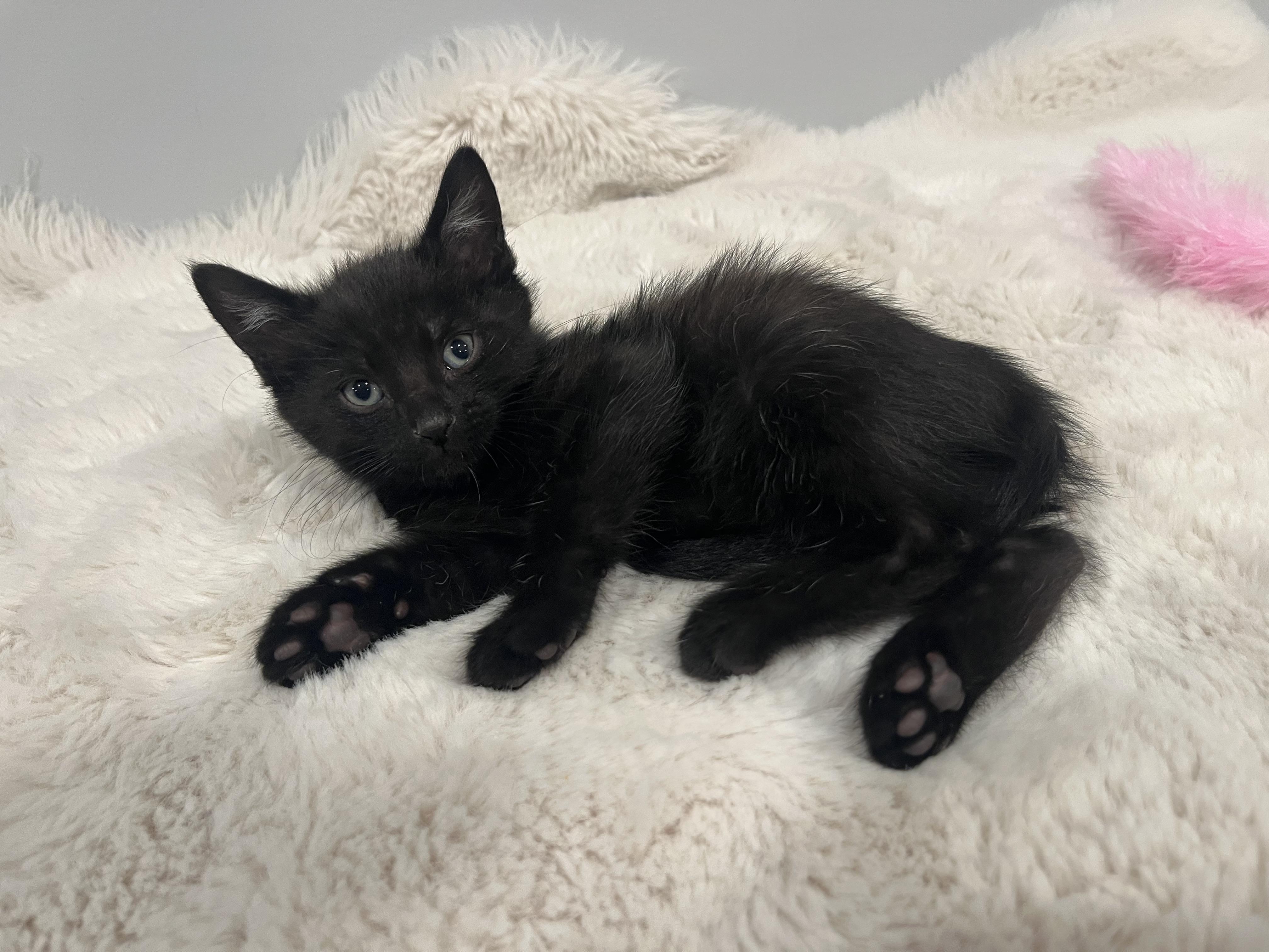Jet, a ADOPTABLE Domestic Short Hair in Chicago, IL image 4/6