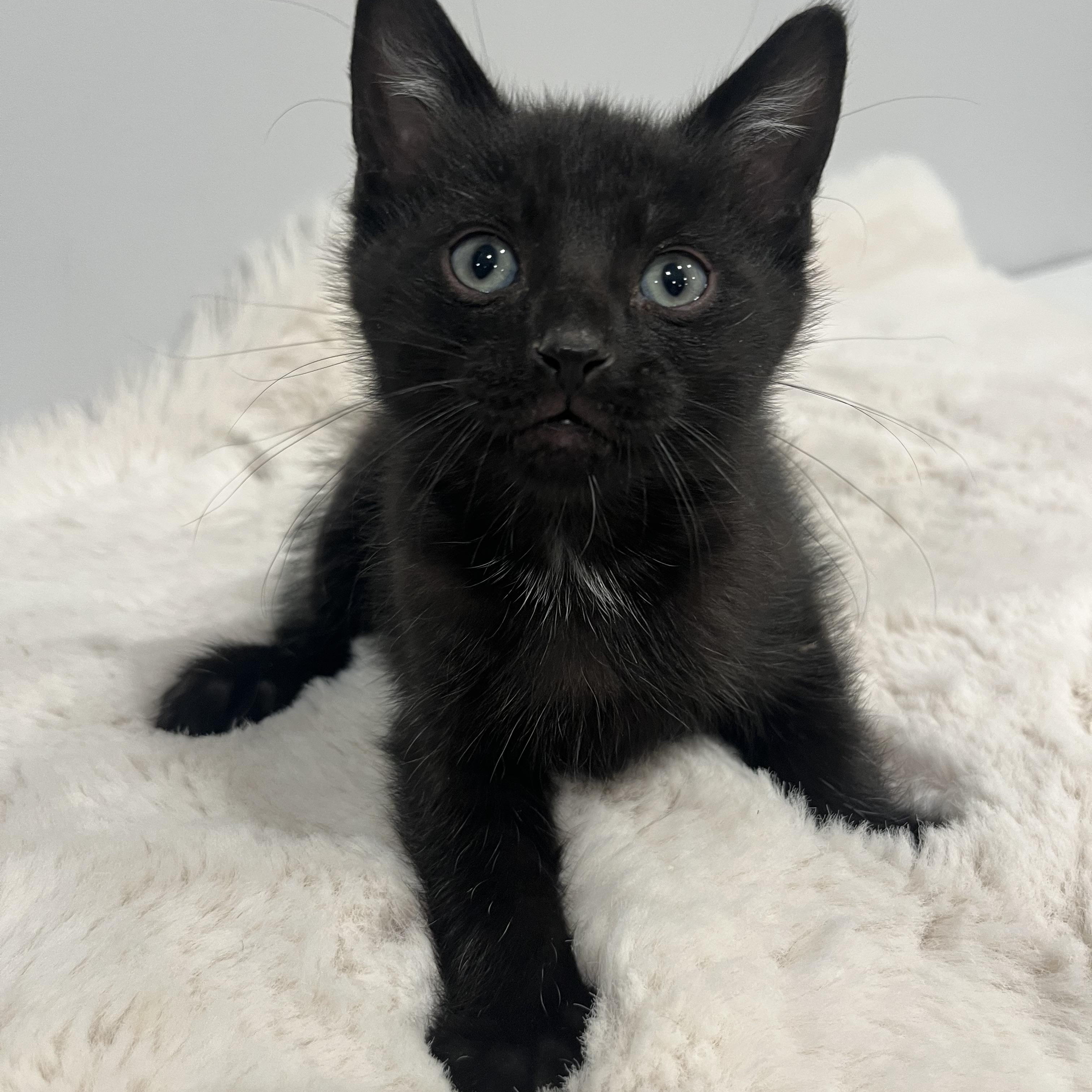 Jet, ADOPTABLE, Kitten Male Domestic Short Hair.
