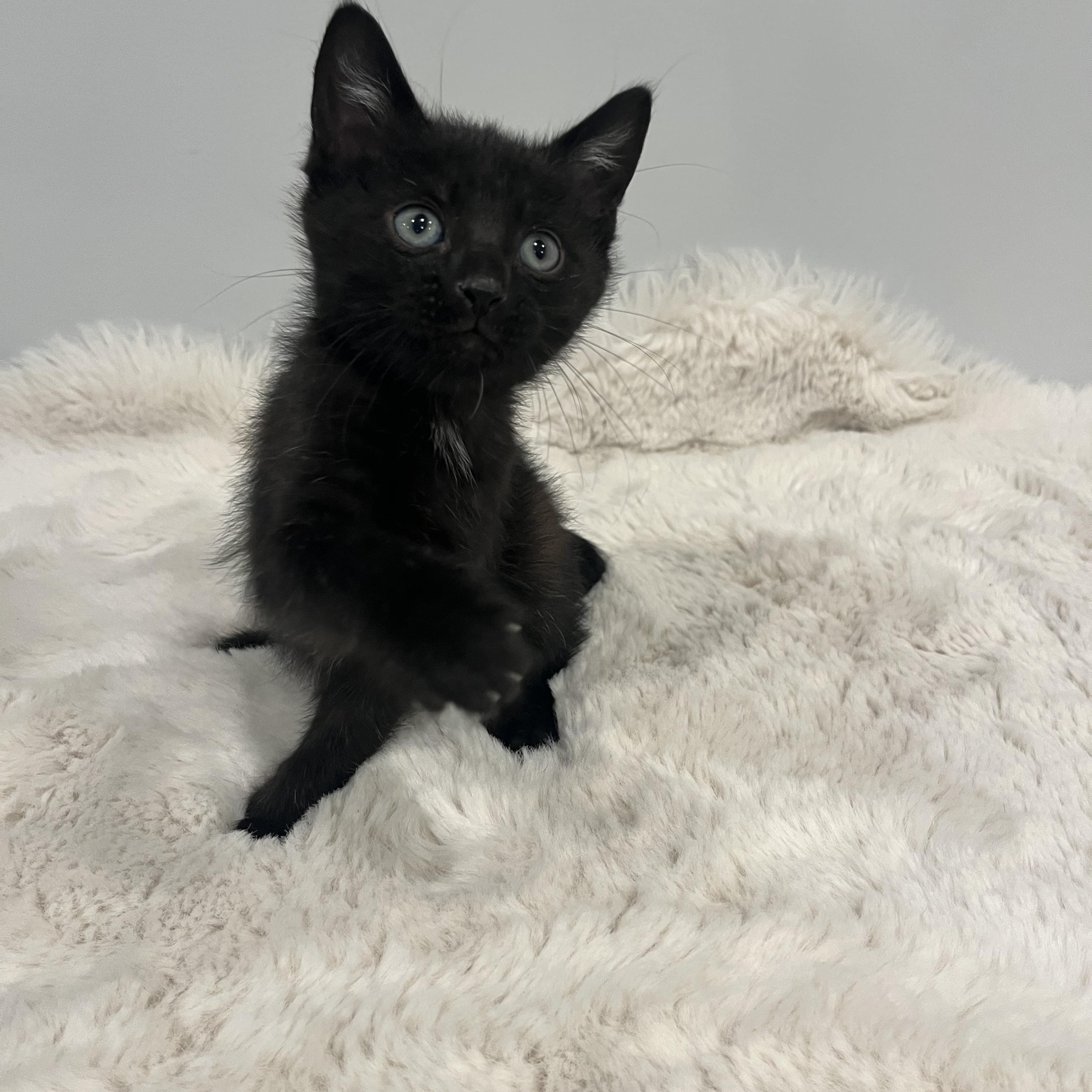 Jet, a ADOPTABLE Domestic Short Hair in Chicago, IL image 2/6
