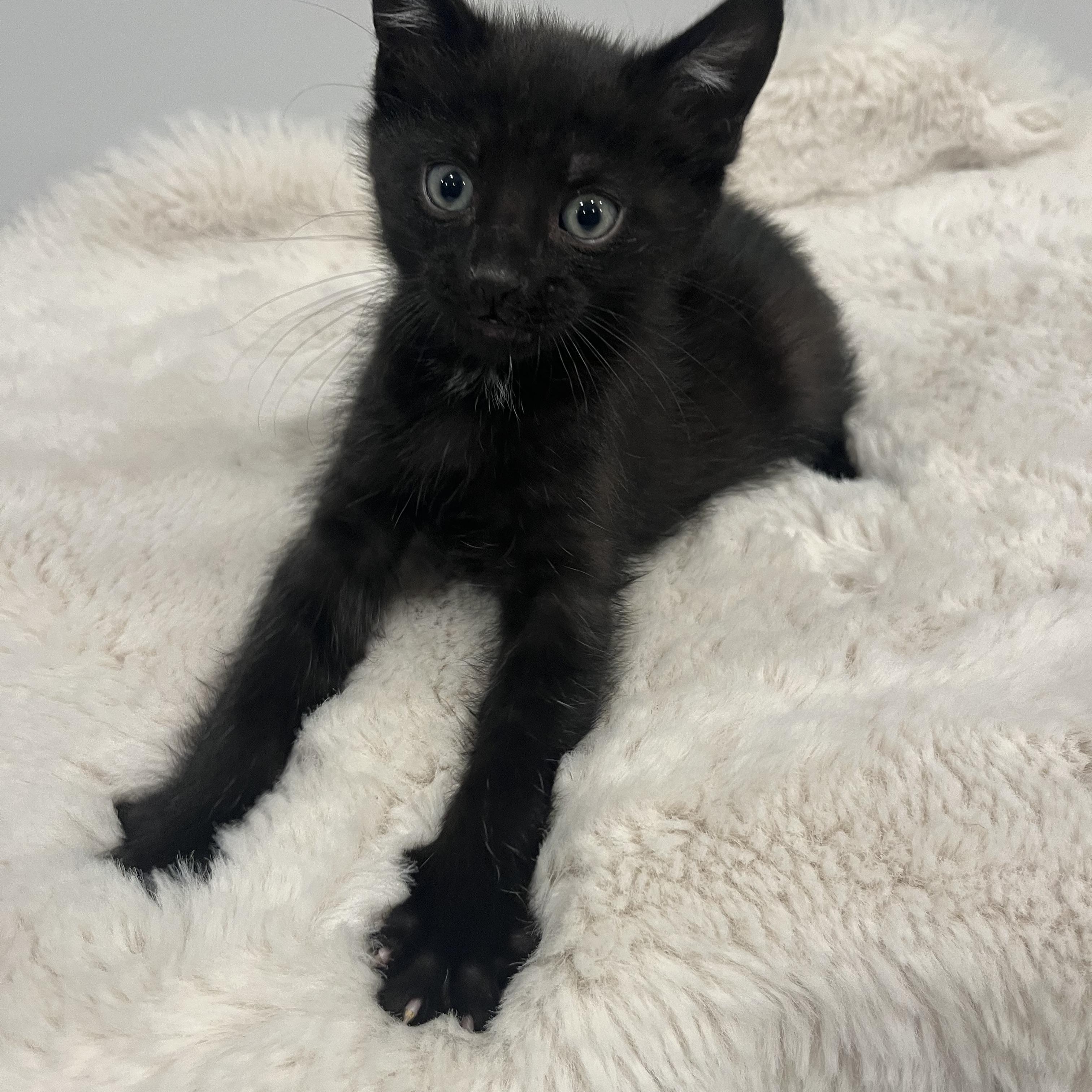 Jet, a ADOPTABLE Domestic Short Hair in Chicago, IL image 6/6