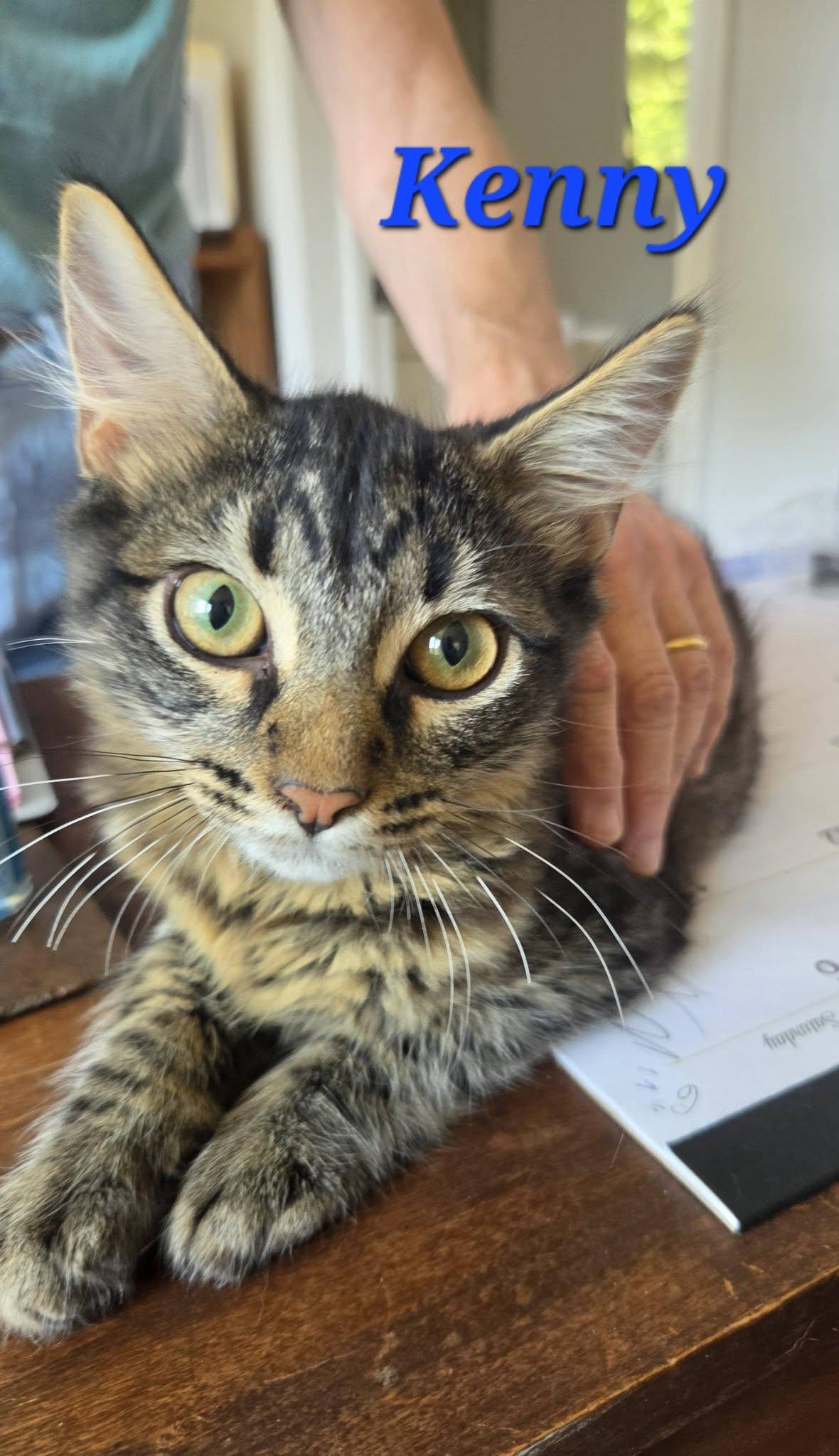 Enlarge Kenny - at Petsense Madison Hgts, a ADOPTABLE Domestic Medium Hair in Amherst, VA image 1/1
