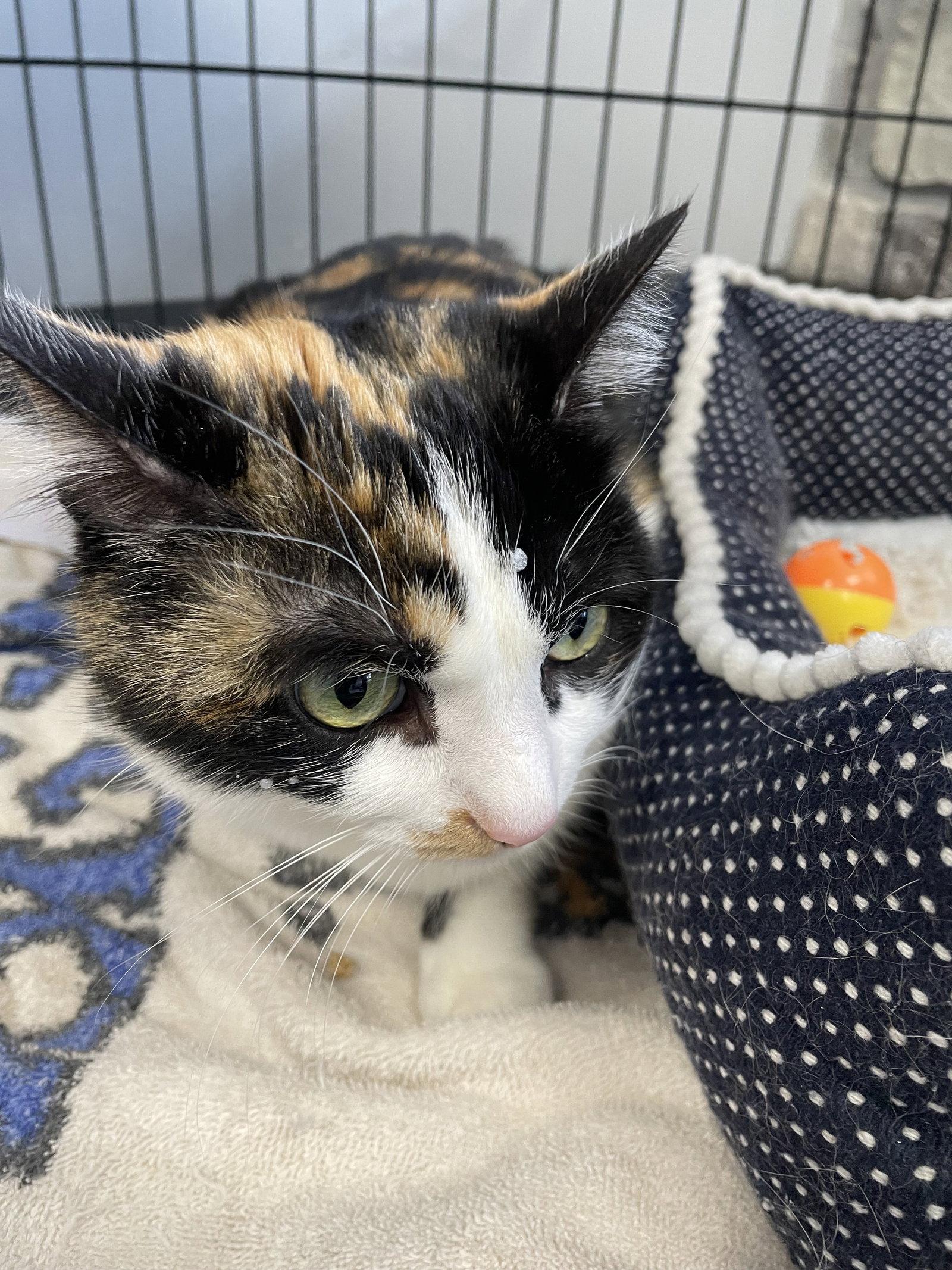 Tillie- Must Apply in Person !, Adoptable, Adult Female Calico & Domestic Short Hair.