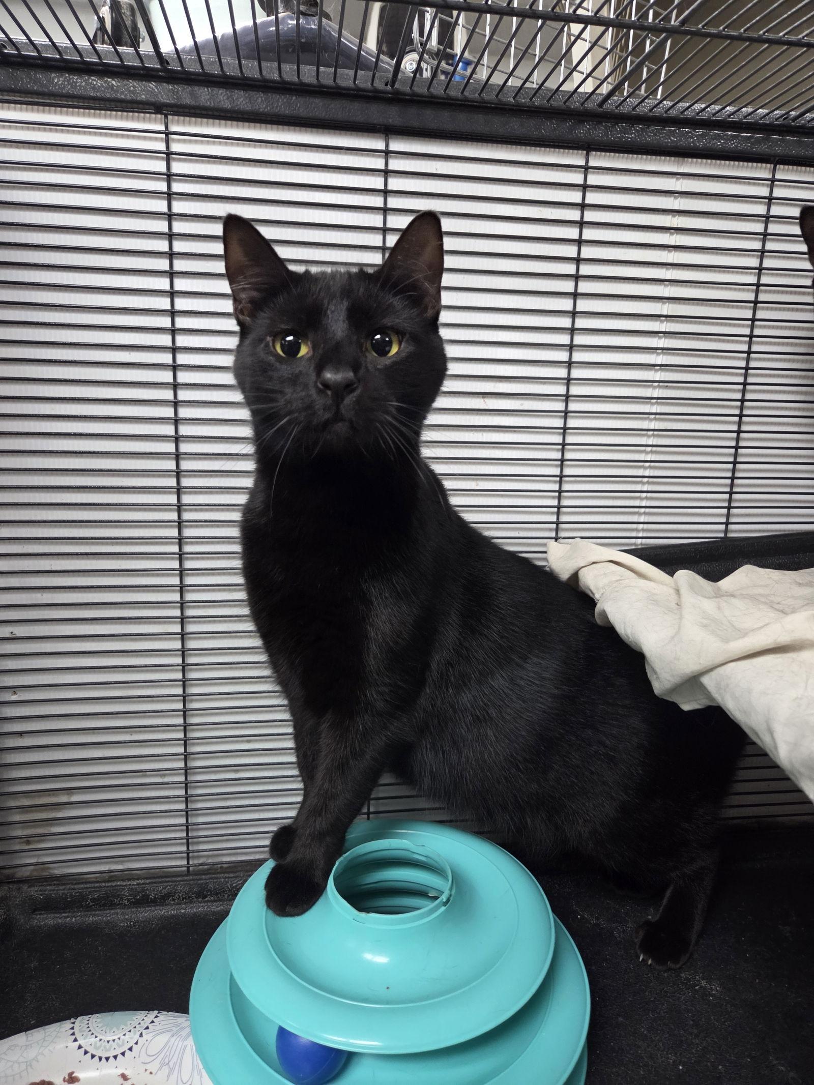 Enlarge Marla, a Adoptable Domestic Short Hair in St. Ann, MO image 1/1