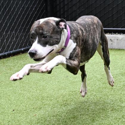 Smoke, Adoptable, Adult Male Pit Bull Terrier & Mixed Breed.