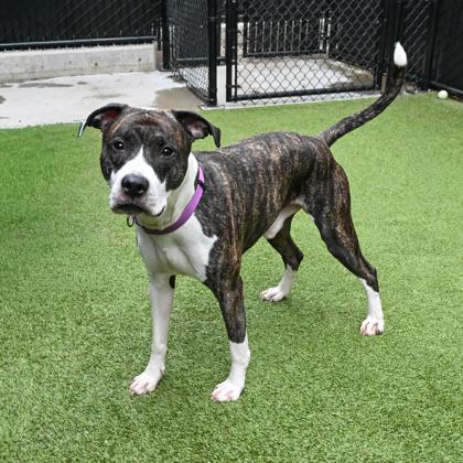 Smoke, a Adoptable mixed breed in Bellevue, WA image 2/3