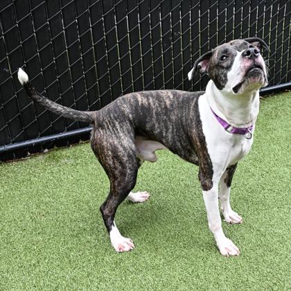 Smoke, a Adoptable mixed breed in Bellevue, WA image 3/3