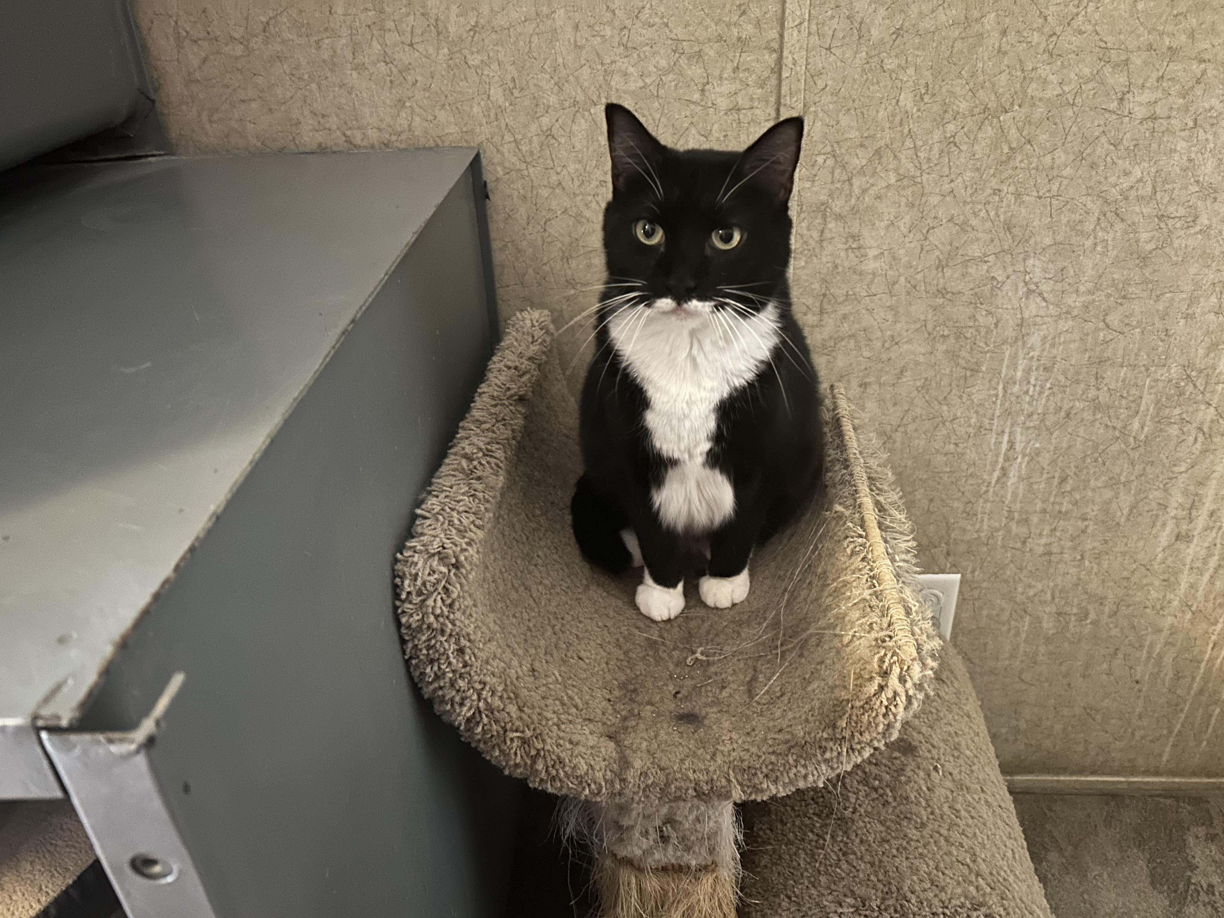 Gina Mae, Adoptable, Adult Female Domestic Short Hair.