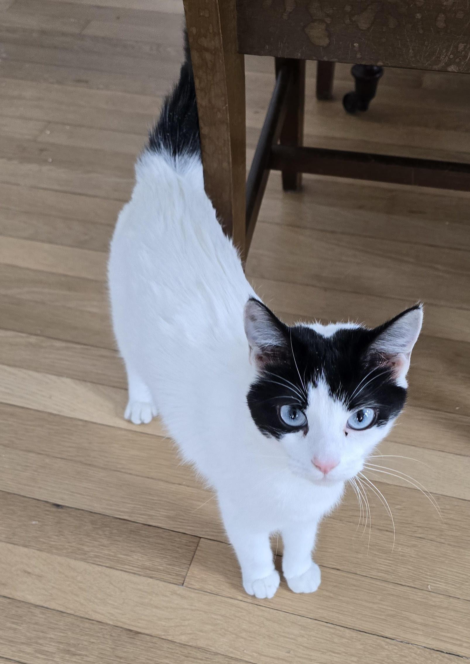 Enlarge Violet, an adoptable Domestic Short Hair in Melrose, MA image 5/6