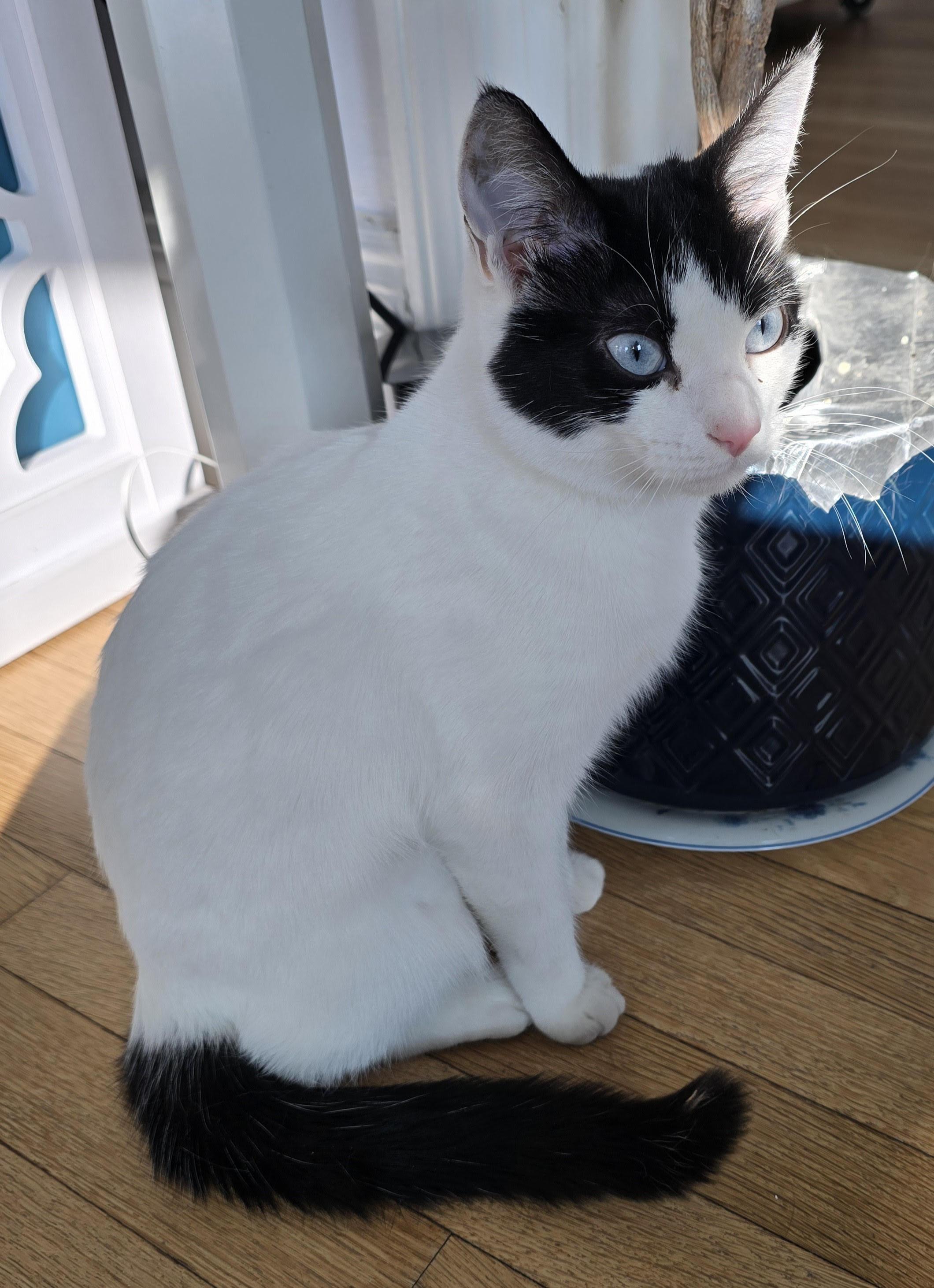 Violet, adoptable, Young Female Domestic Short Hair.