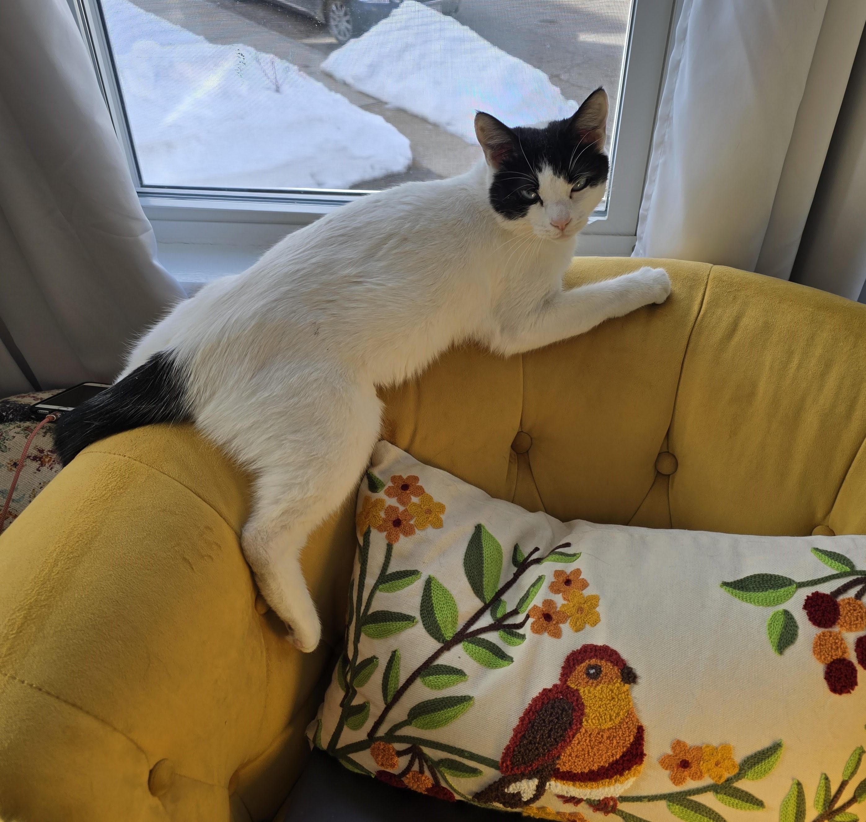 Enlarge Violet, an adoptable Domestic Short Hair in Melrose, MA image 3/6