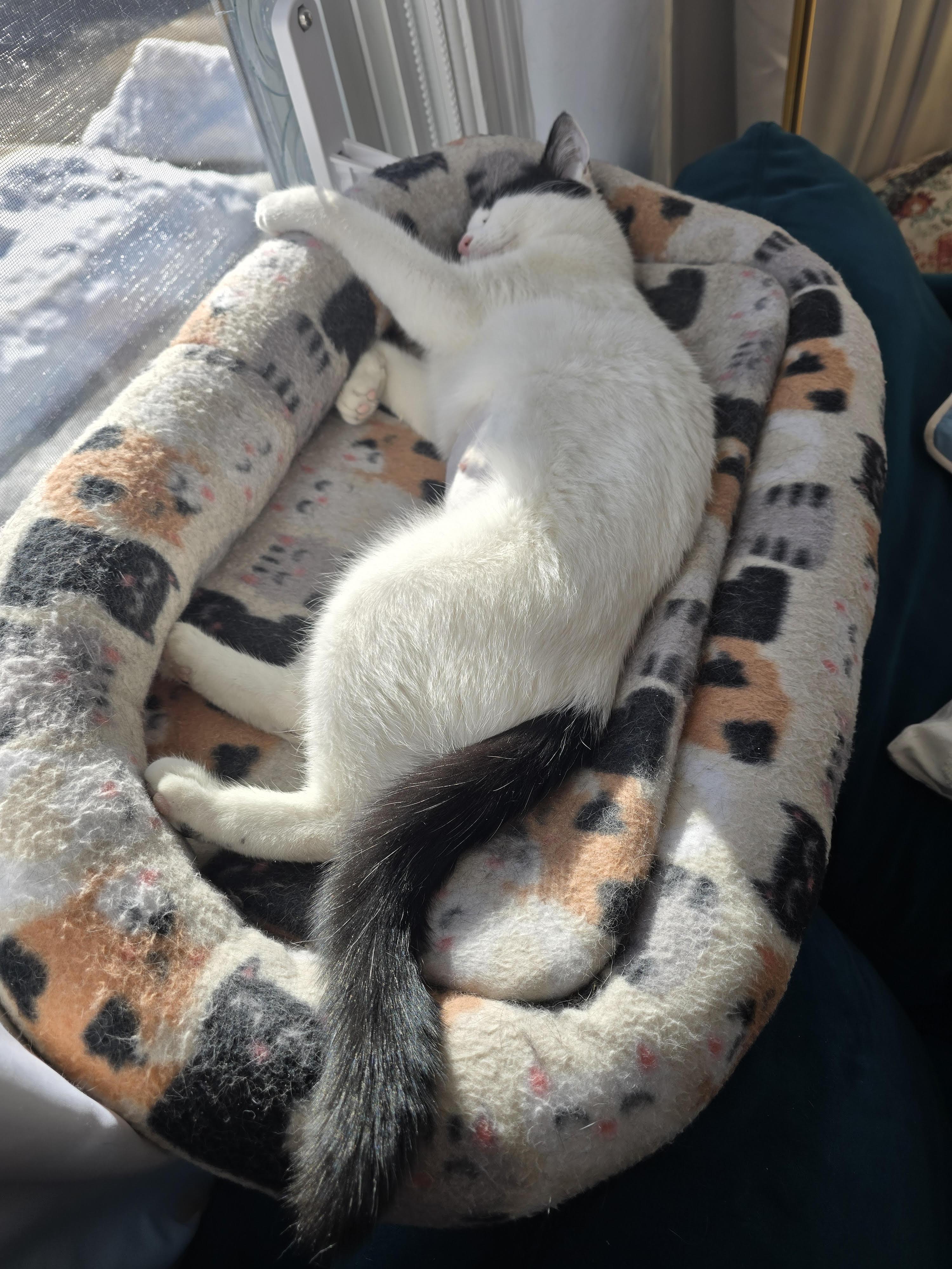 Enlarge Violet, an adoptable Domestic Short Hair in Melrose, MA image 4/6