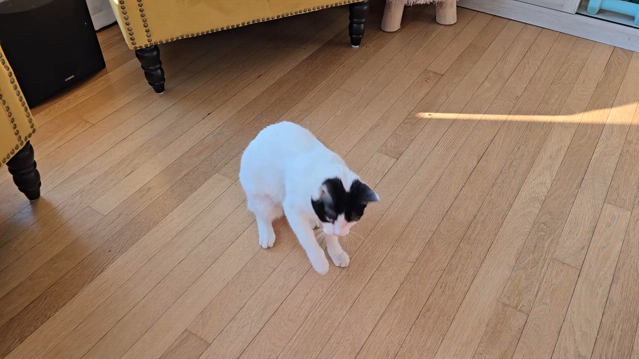 Enlarge Violet, an adoptable Domestic Short Hair in Melrose, MA video 6/6