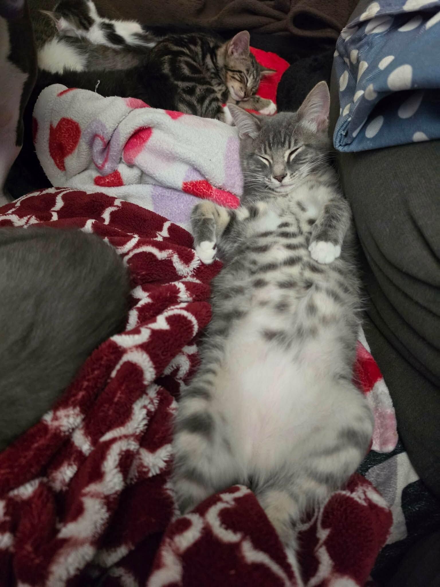 Cher, Adoptable, Young Female Domestic Medium Hair.
