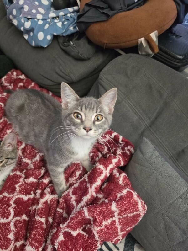 Enlarge Cher, a Adoptable Domestic Medium Hair in Kennewick, WA image 2/6