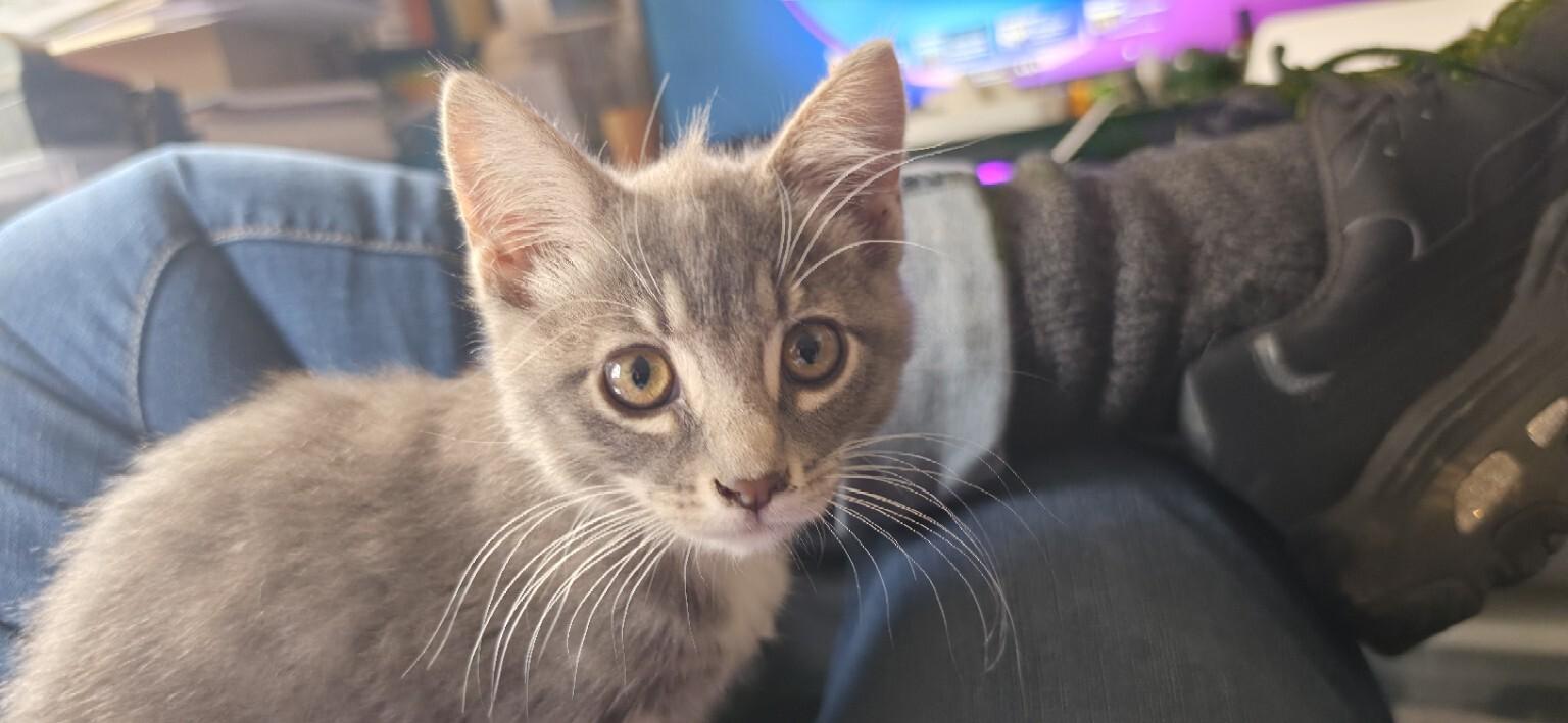 Enlarge Cher, a Adoptable Domestic Medium Hair in Kennewick, WA image 3/6