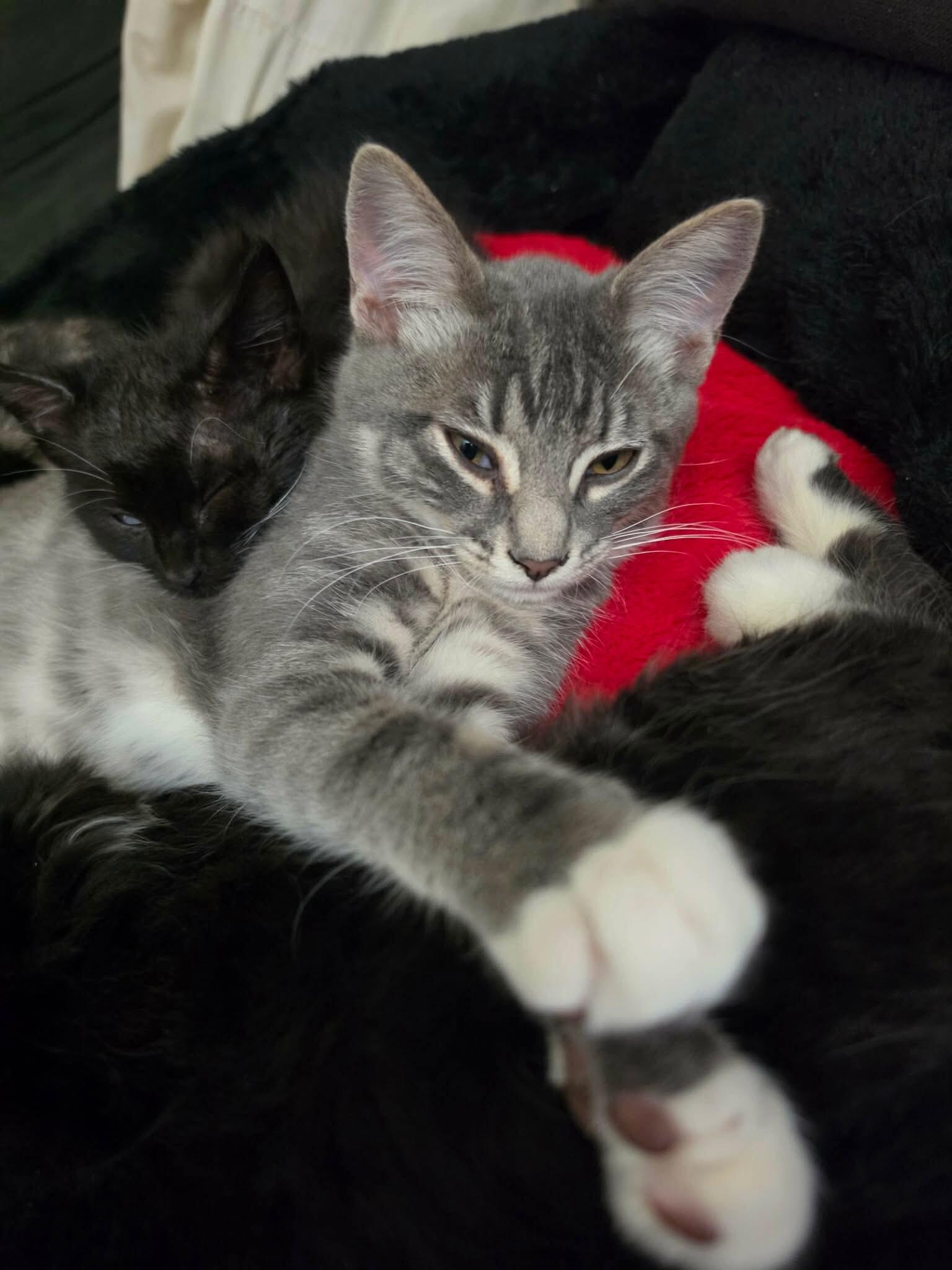 Enlarge Cher, a Adoptable Domestic Medium Hair in Kennewick, WA image 4/6
