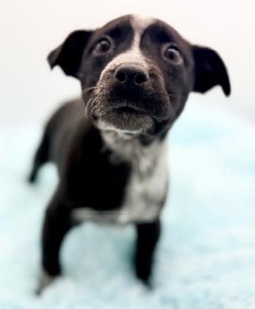 Enlarge Pinto Bean, an adopted mixed breed in Covington, LA image 6/6