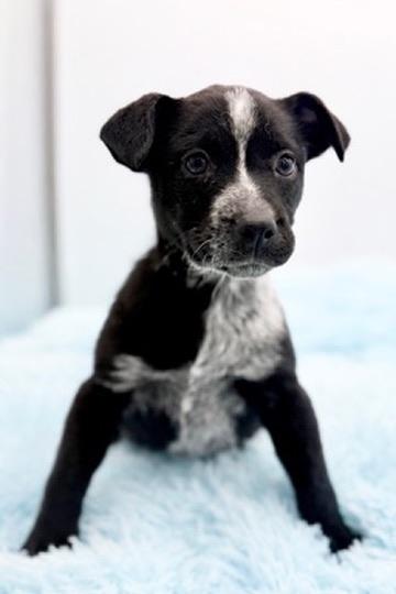 Enlarge Pinto Bean, an adopted mixed breed in Covington, LA image 4/6