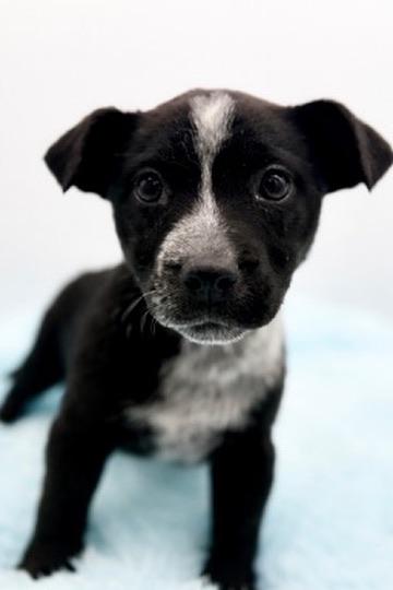 Enlarge Pinto Bean, an adopted mixed breed in Covington, LA image 3/6