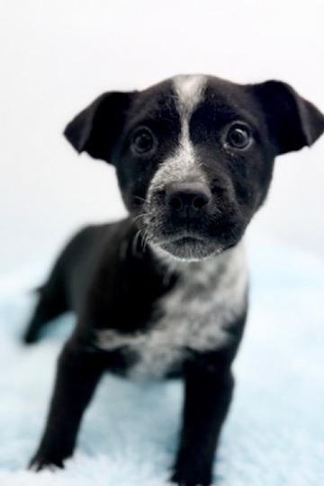 Enlarge Pinto Bean, an adopted mixed breed in Covington, LA image 5/6