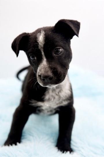 Enlarge Pinto Bean, an adopted mixed breed in Covington, LA image 2/6