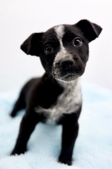 Enlarge Pinto Bean, an adopted mixed breed in Covington, LA image 1/6